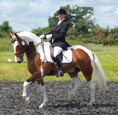 Dressage