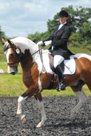 dressage-image