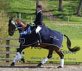 Dressage