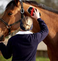 Your Horse Live