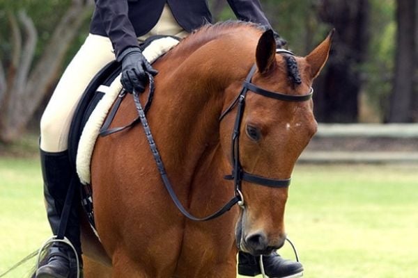 horses