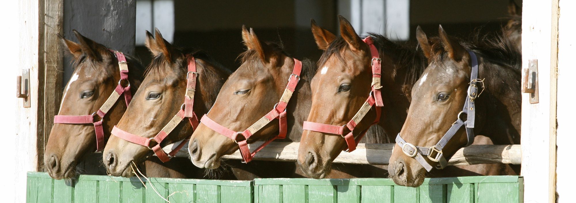fivew brown horses in stables