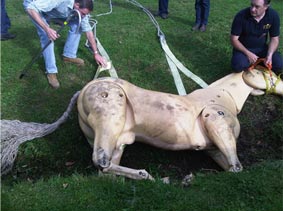 Fig3: Vets practising a sideways drag out of a ditch