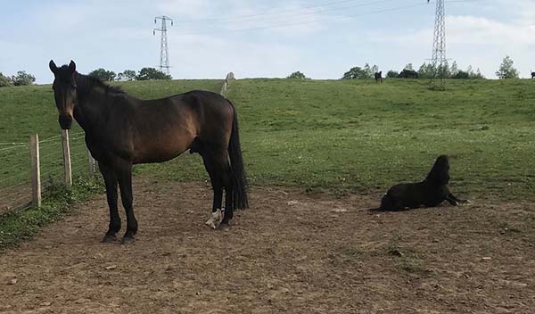 Heather and the horses