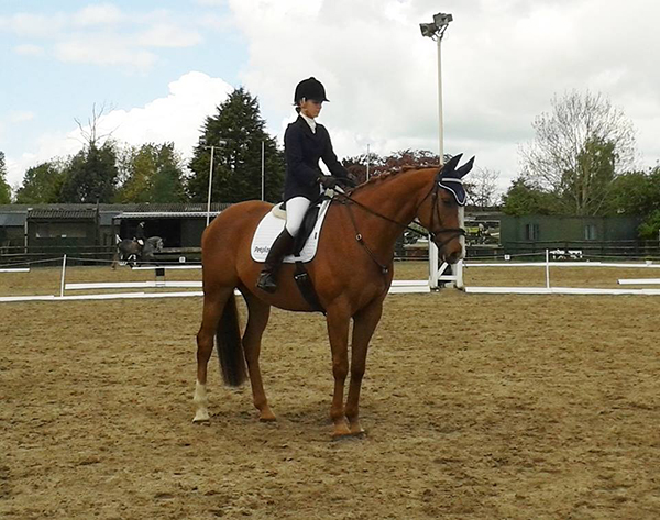 Lordie competing in prelim at Hargate Equestrian centre