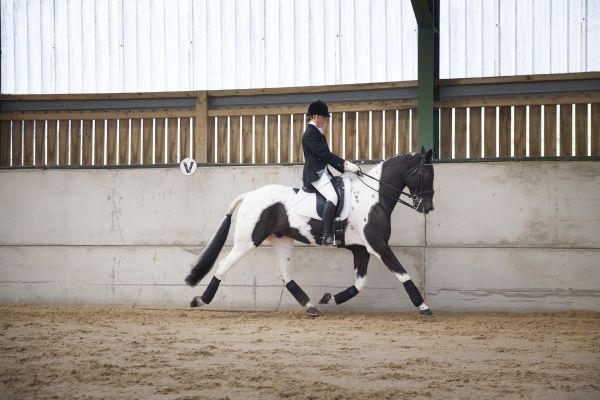 Neeco’s dressage schooling is going well and Charlotte is planning his winter season