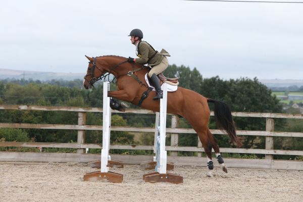 Tambourine Man (Jerry) at West Wilts show jumping