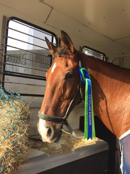 Ransom with his Petplan Equine Area Festival Final rosette and our plaque