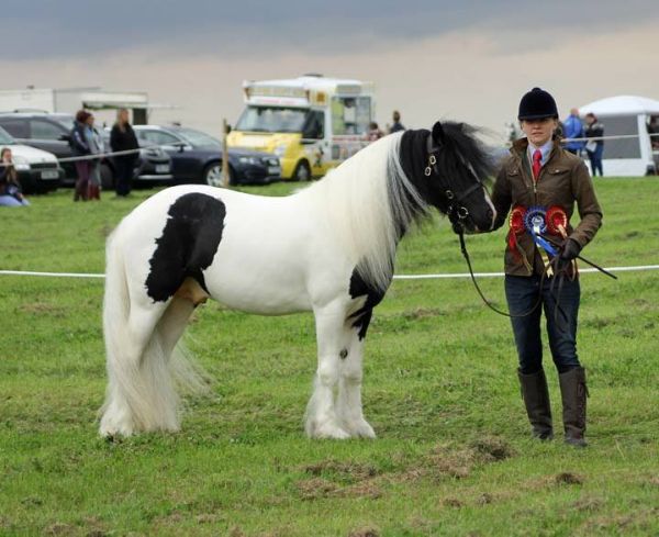 Tristan with his rosettes from a local show