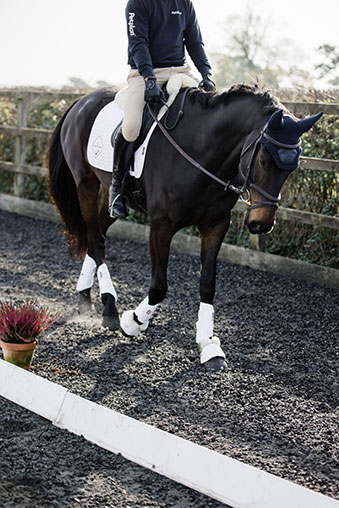 img - Jack getting used to dressage boards