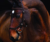 Win a Rambo Micklem Competition Bridle!