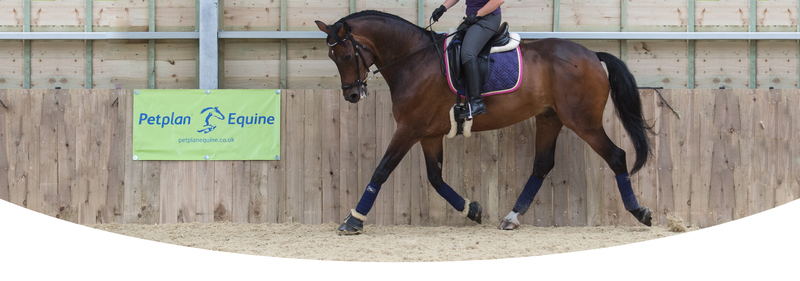 Training videos rider on horse banner