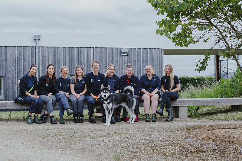 Cotswolds Dogs & Cats Home