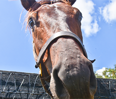 How horses learn