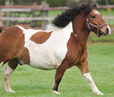 Is your horse overweight