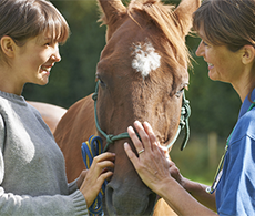 What does your equine vet really mean?