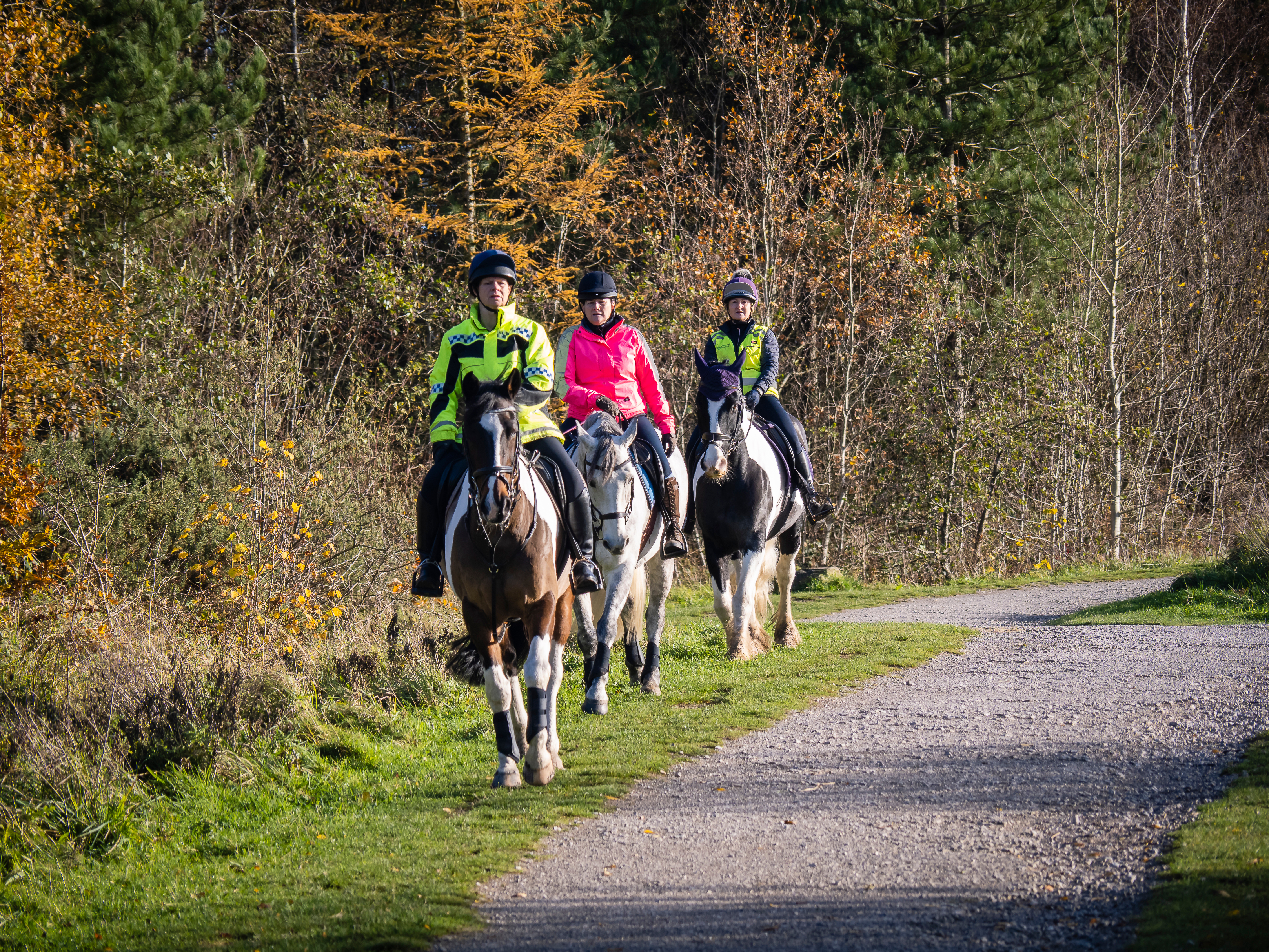 Hi-viz horse riding equipment