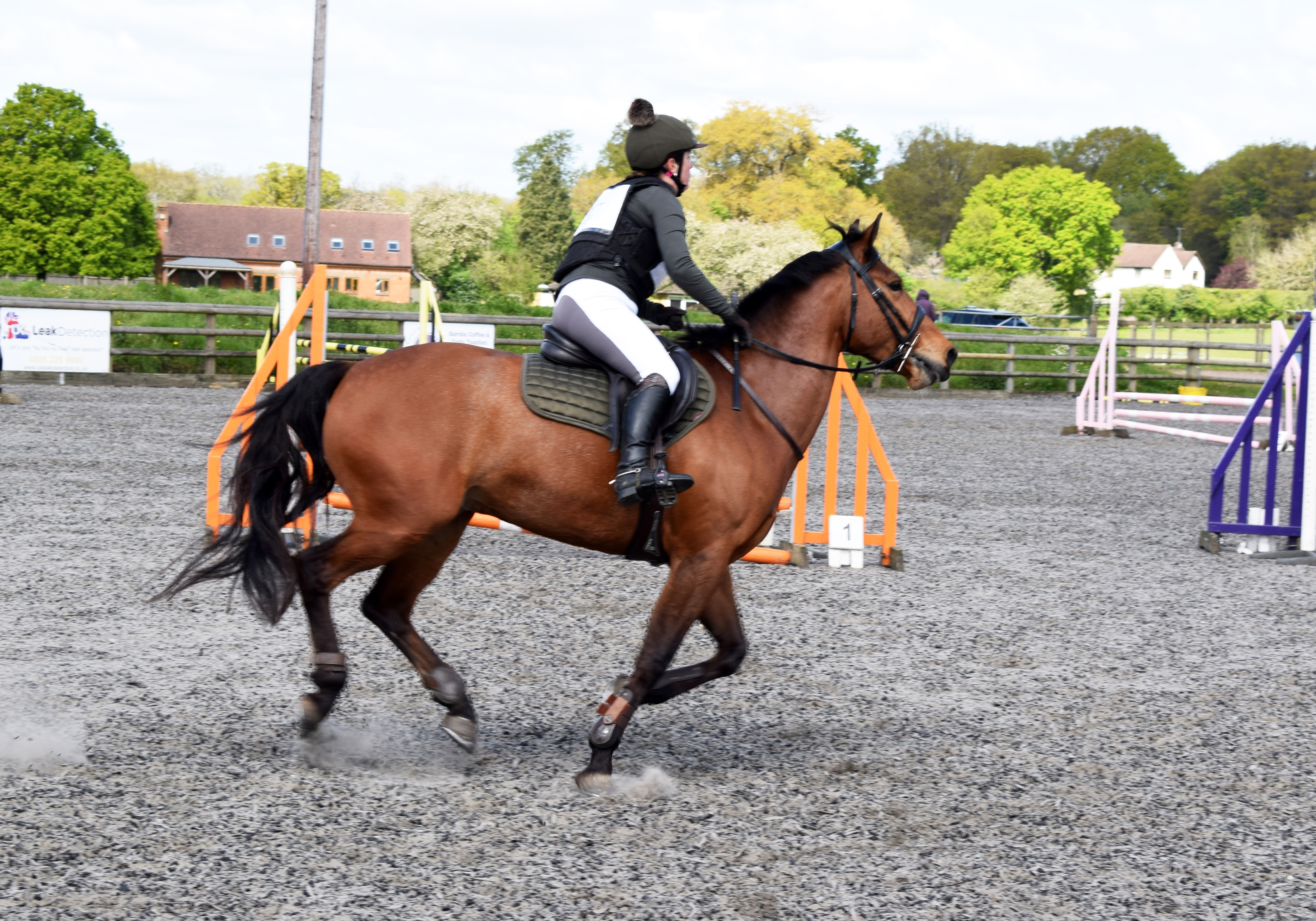 How horses learn