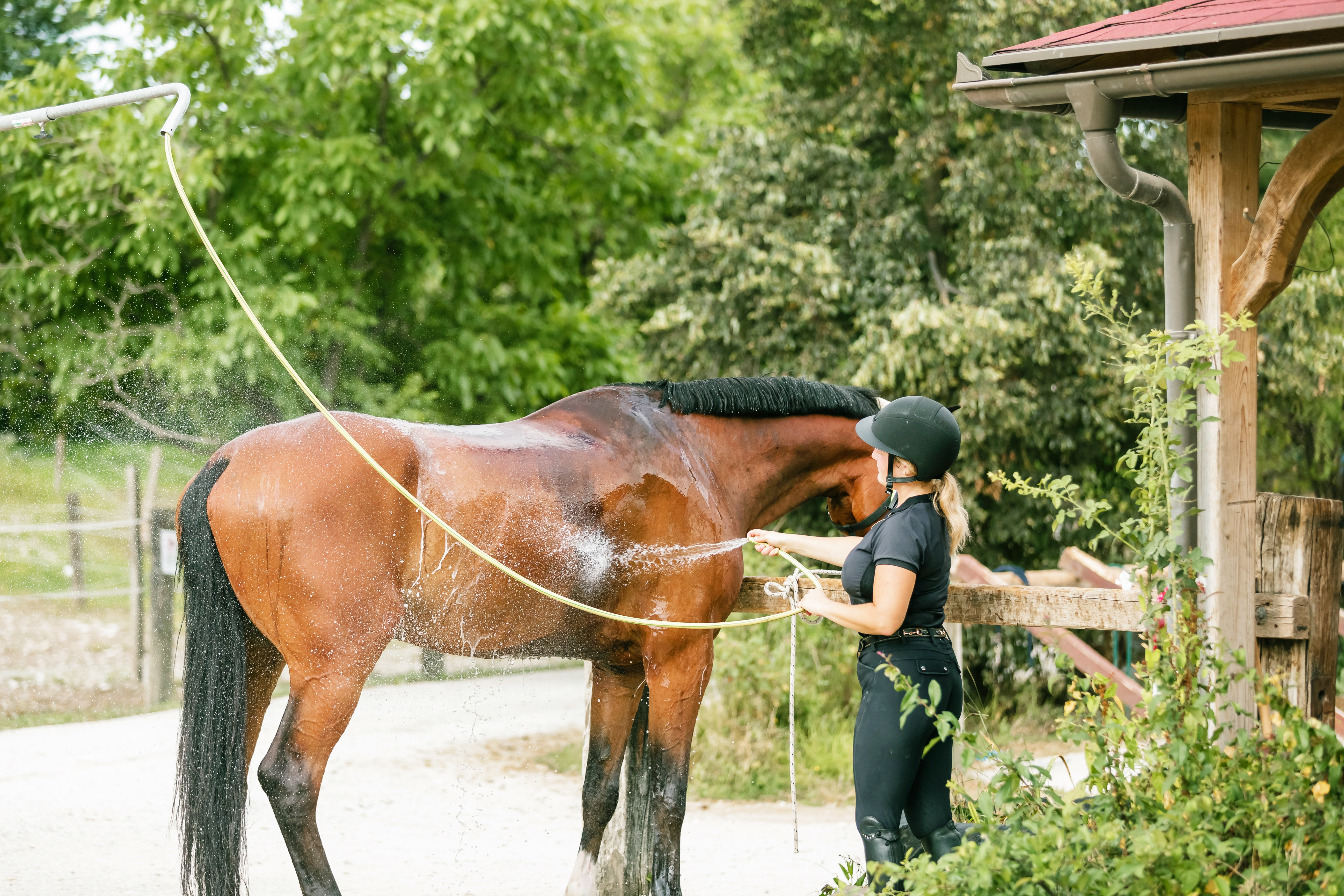 How to cool down a horse in hot weather