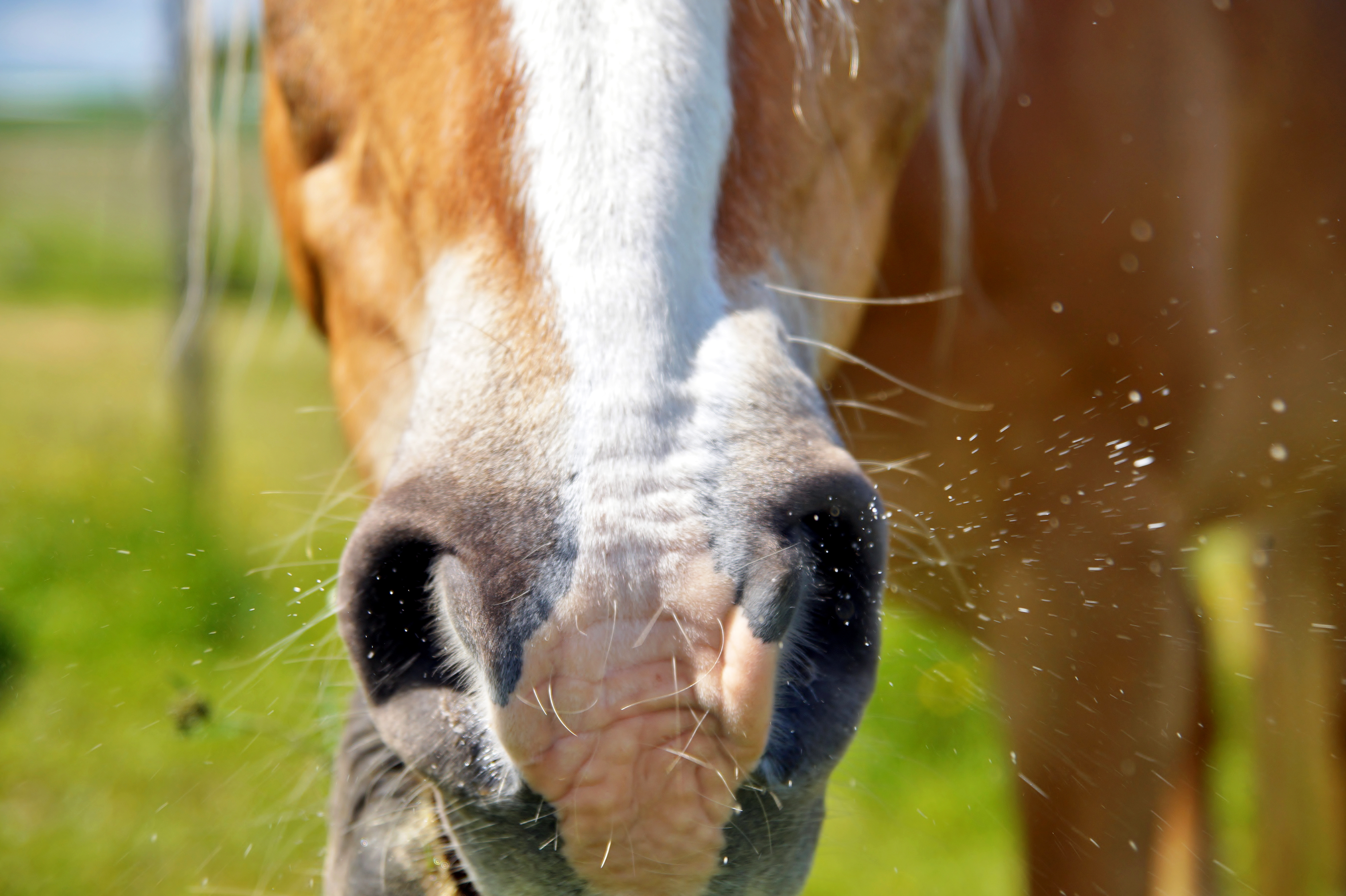 How to spot summer pasture allergy