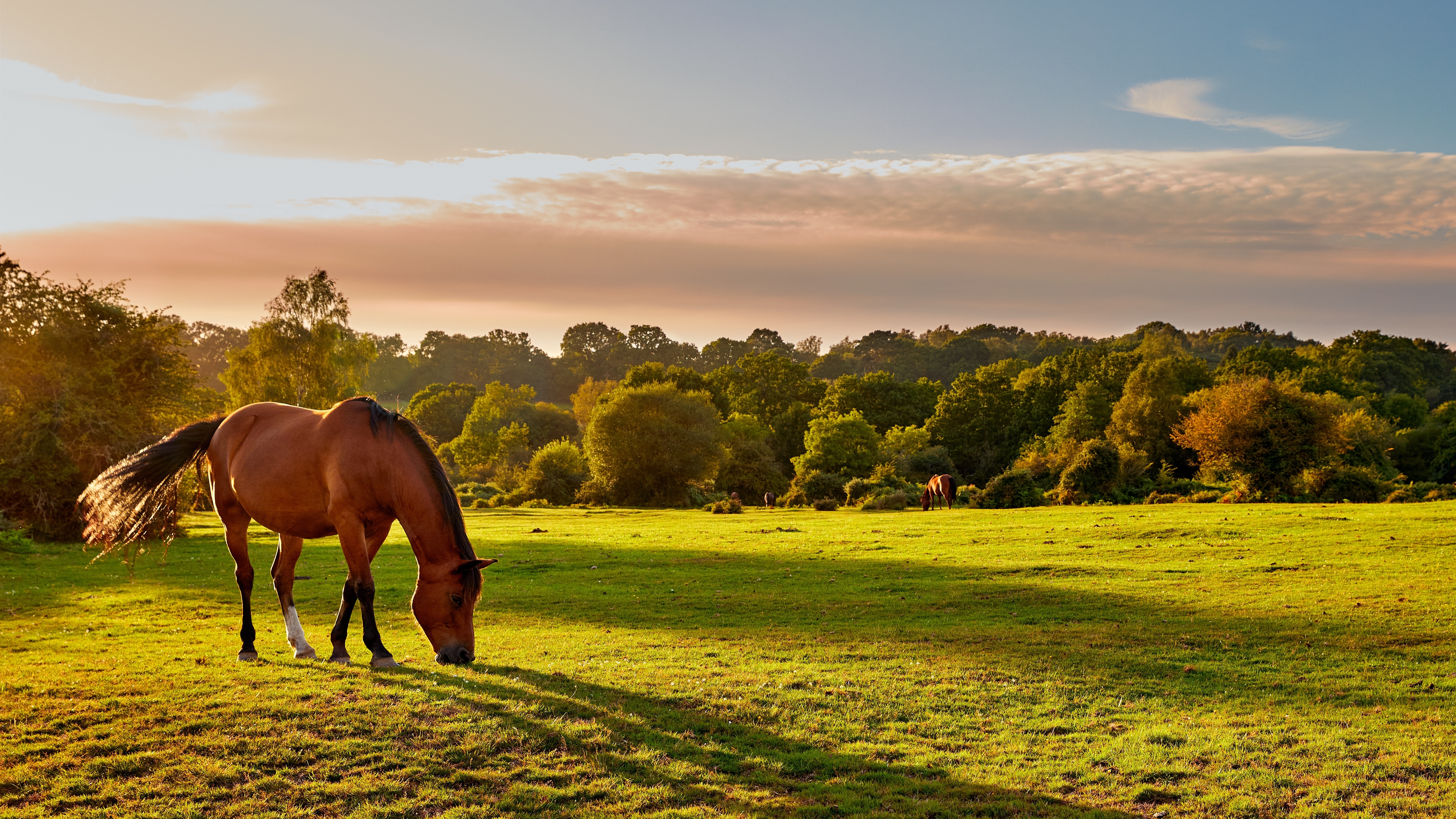 How does the weather affect a horse’s behaviour?
