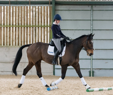 Improve your horse’s performance with polework