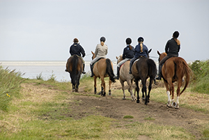 Time-saving Tips for Horse Grooming & Yard Work