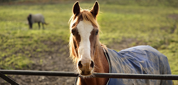 When should you retire a horse? 
