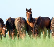 Grass Sickness