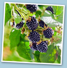 health and wellbeing - foraging