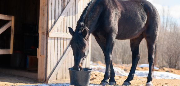 Caring for your horse at Christmas