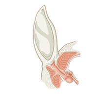 Ear health