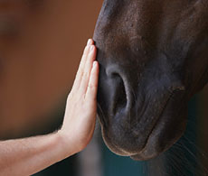 Signs your horse is happy