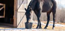 horse drinking from bucket