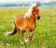 Fussy eating horse