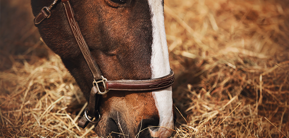 Helping your horse to live a long, healthy life