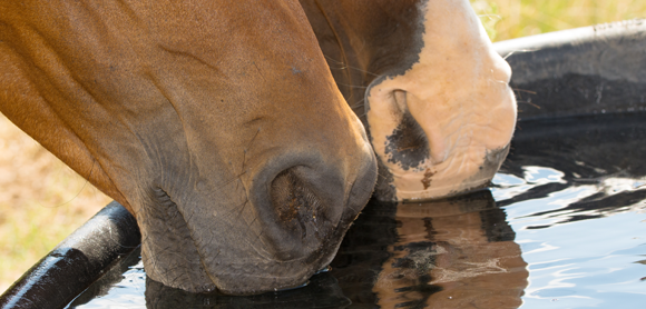 horse hydration