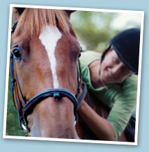 Types of Horse Insurance