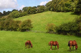 Grass sickness