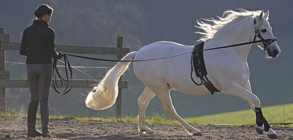 Step-by-step guide to lunging