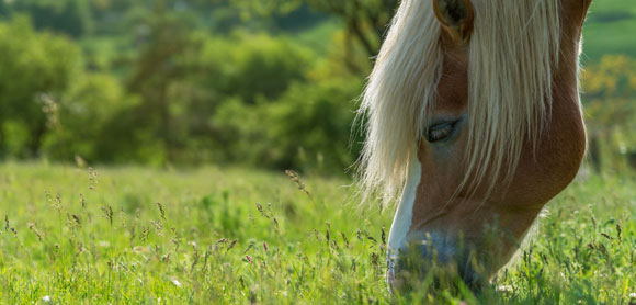 Spring pasture management: a guide for horse owners