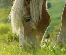 Managing Your Horse's Weight