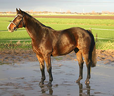 Horse