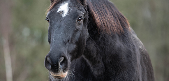 When should you retire a horse? 