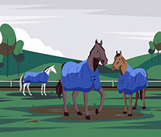 How to spot summer pasture allergy