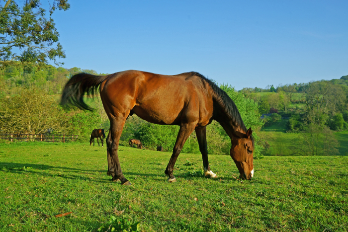 Brown horse eating grass in a field
