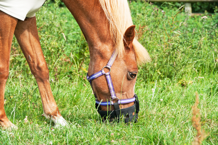 Close up of horse eating grass