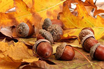 acorns