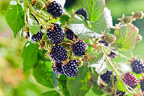 blackberries