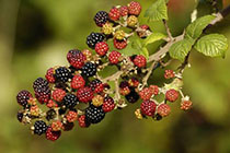 brambles